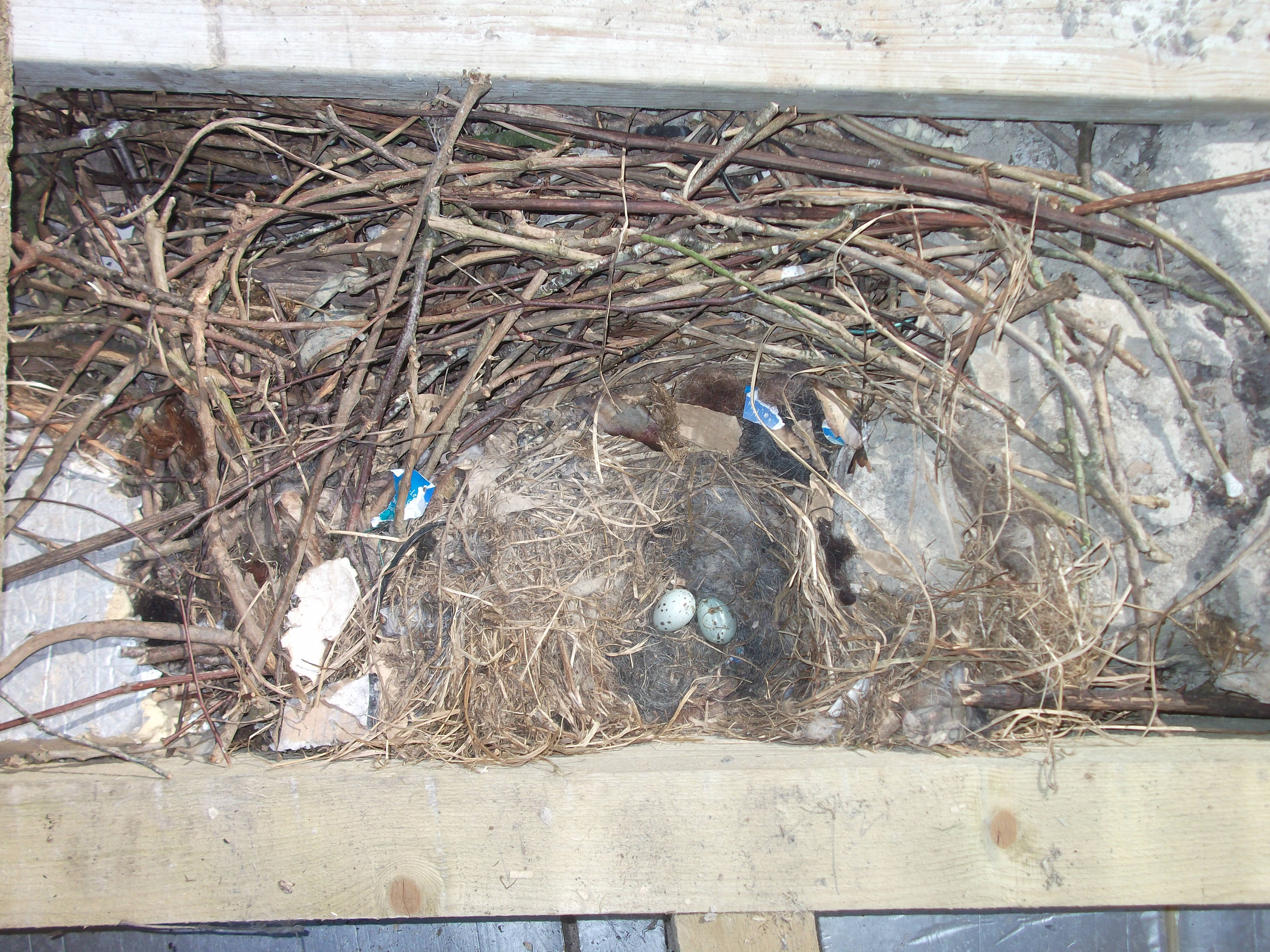 Jackdaw nest