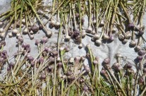 Garlic harvest